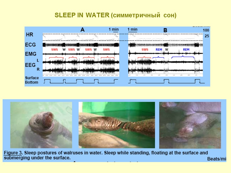 SLEEP IN WATER (симметричный сон)